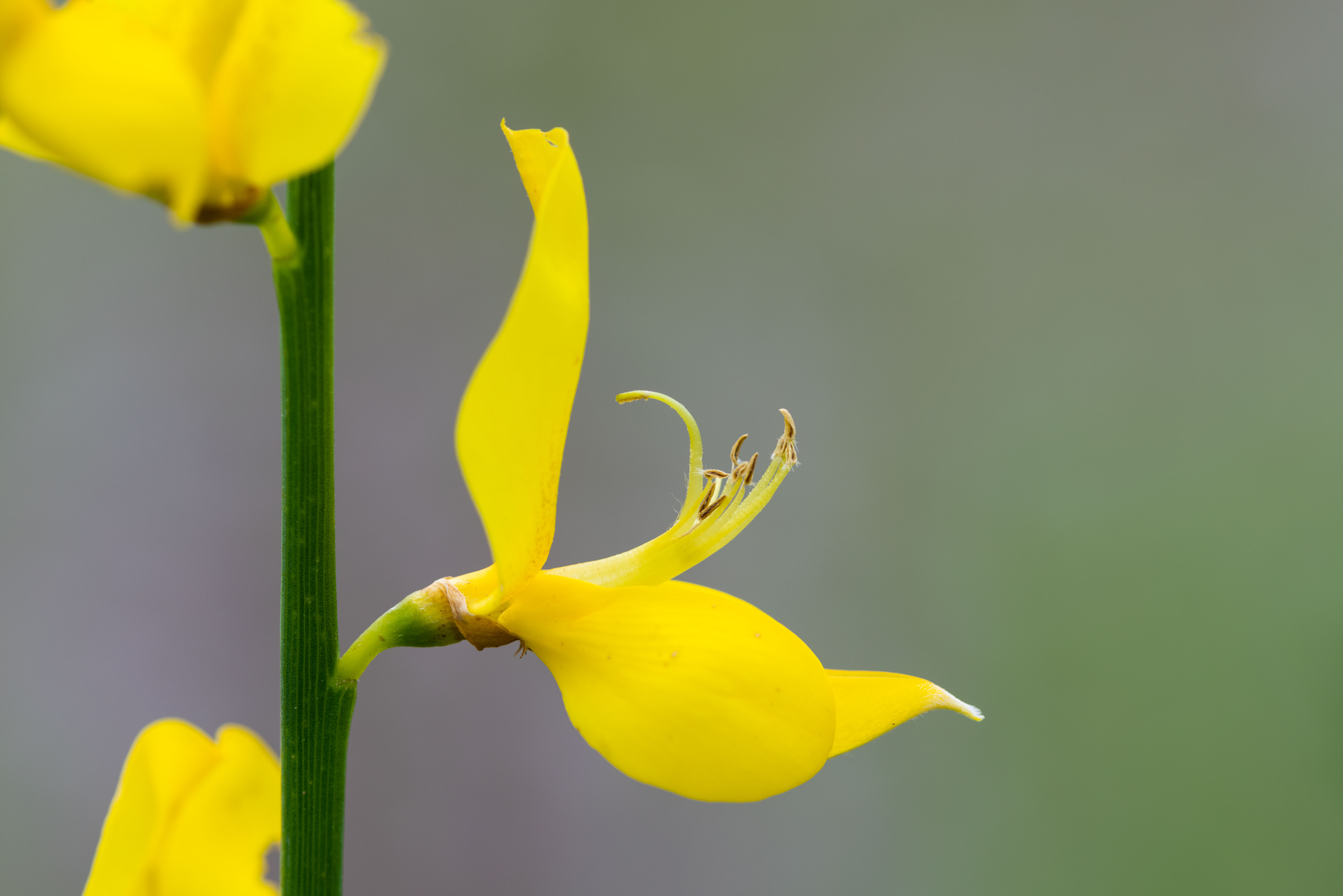 Valensole surrounding area