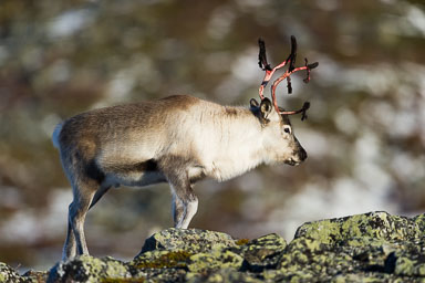 Elk, Musk Ox, Reindeer