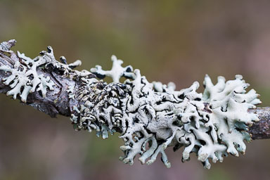 Lichen, Mushrooms, Moss