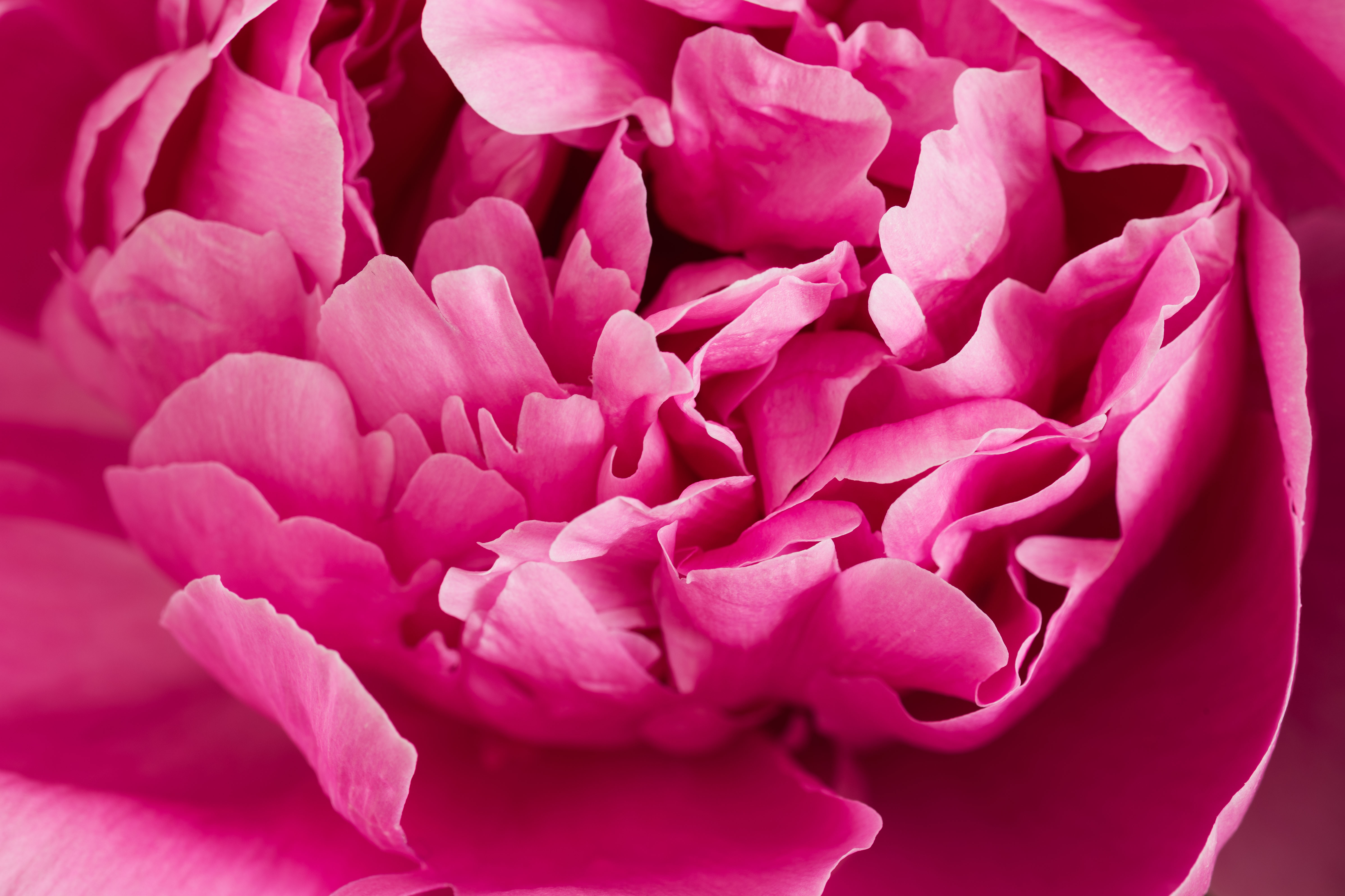 Flowers, blossoms and fruits